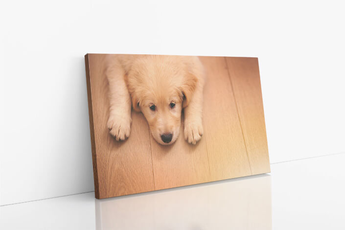 Web007 0027 ml 0008 45206568 an adorable golden retriever puppy lying on a wooden floor aoay7116