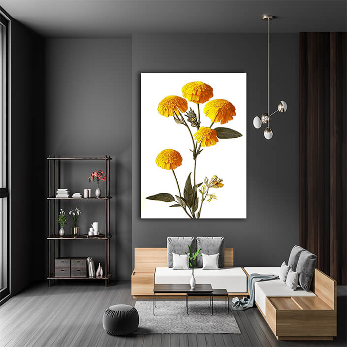 WEB007 0035 ML 0045 49132480 desert marigolds yellow petals on a white background an illustration AOAY8194