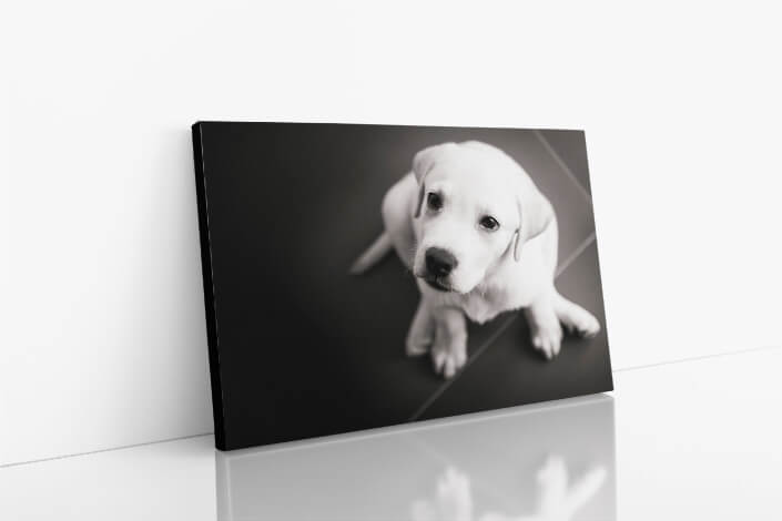 WEB007 0038 ML 0038 4668182 labrador puppy AOAY7299