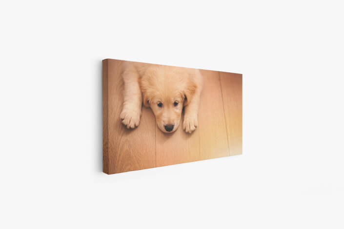 Web008 0027 ml 0008 45206568 an adorable golden retriever puppy lying on a wooden floor aoay7116