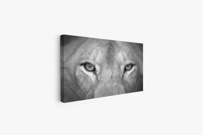 Web008 0029 ml 0006 art 0005 27965766 female lion eyes close up aoay8149