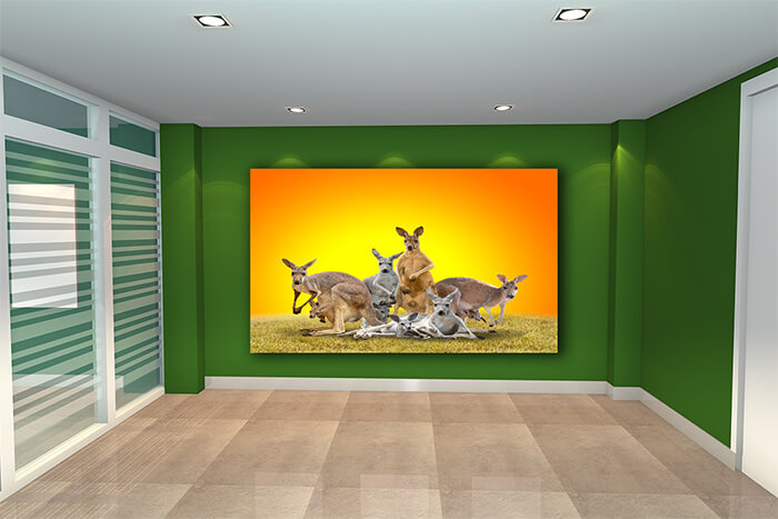 WEBP01 0025 ML 0026 20990850 group of kangaroo AOAY4628