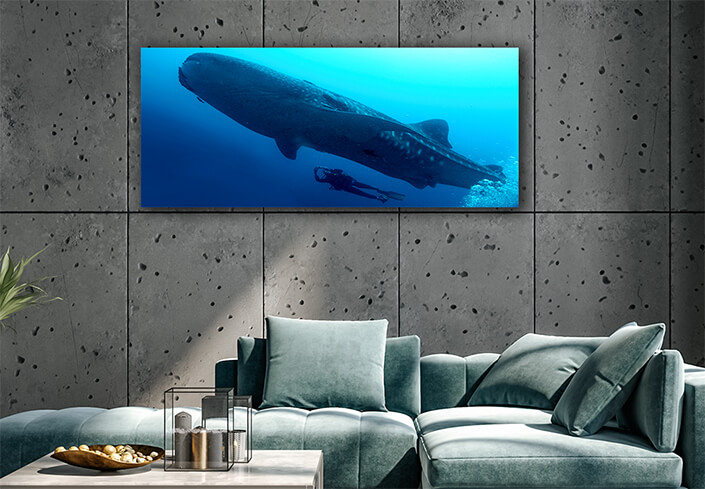 WEB002 0021 ML 0012 47481670 whale shark galapagos national park ecuador AOAY6602