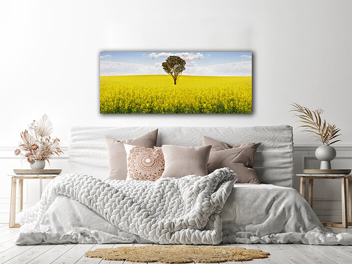 WEB002 0032 ML 0029 15077002 australian gum tree in field of canola AOAY6761