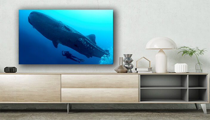 WEB003 0021 ML 0012 47481670 whale shark galapagos national park ecuador AOAY6602