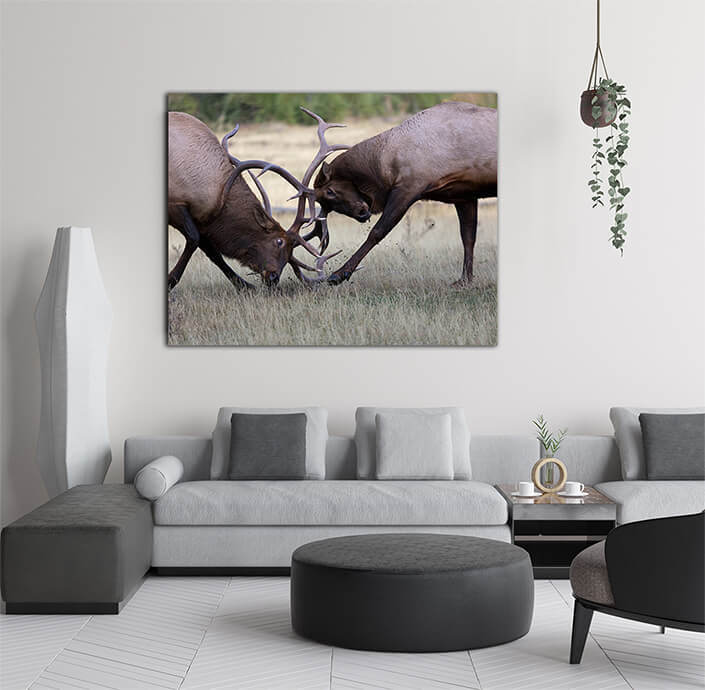 WEB004_0005_MS_0013_20392154_The battling bull elk in rut season AOAY6991