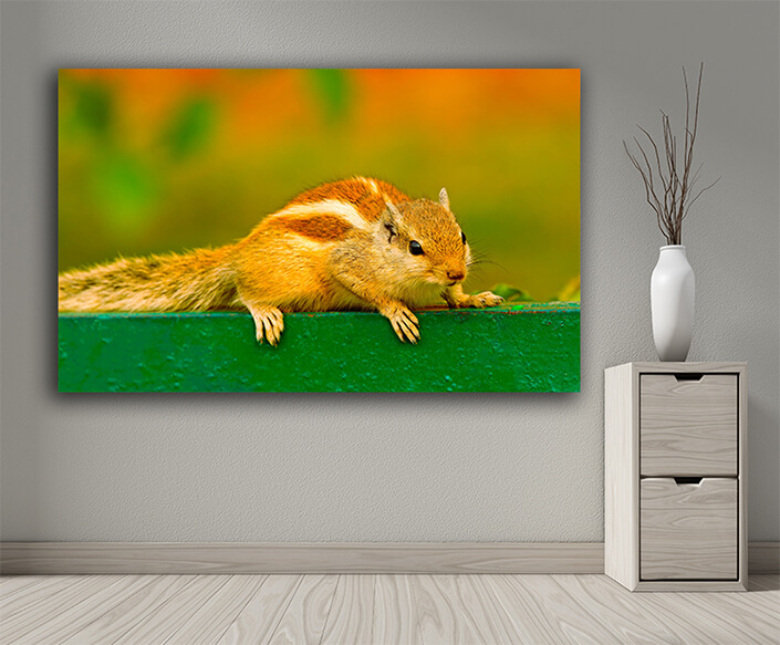 WEB004 0014 ML 0023 45100784 alert northern palm squirrel AOAY4752 AOAY4751