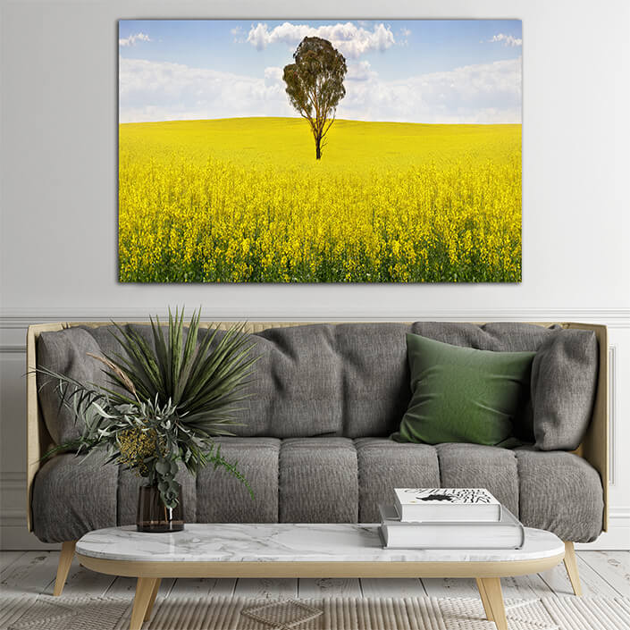 WEB004 0032 ML 0029 15077002 australian gum tree in field of canola AOAY6761