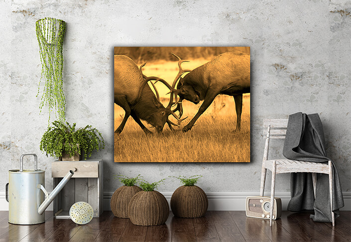 WEB005_0003_MS_0015_20392154_battling bull elk in rut season ARTED AOAY6988