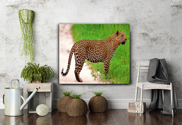 WEB005 0020 MS 0042 12723852 leopard in national park (Tanzania) ARTED AOAY6957