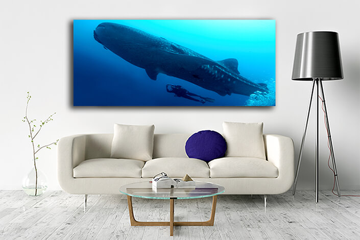 WEB005 0022 ML 0012 47481670 whale shark galapagos national park ecuador AOAY6602