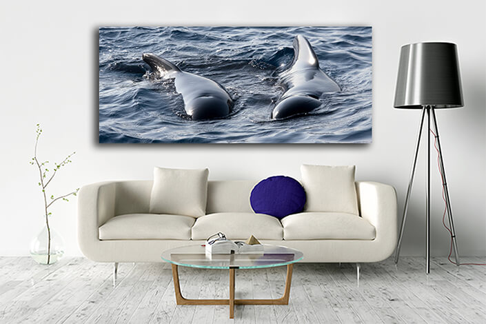 WEB005_0024_ML__0010_47483060_long finned pilot whale el estrecho natural park spain AOAY6604