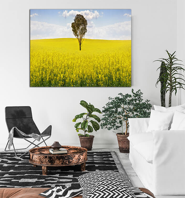 WEB005 0032 ML 0029 15077002 australian gum tree in field of canola AOAY6761