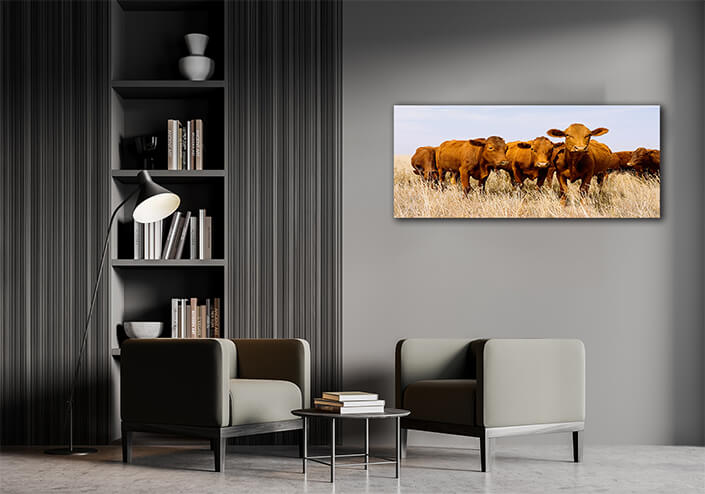 WEB005_0043_ML_0036_39174928_free-range-cattle-on-rural-farm – Copy AOAY4728