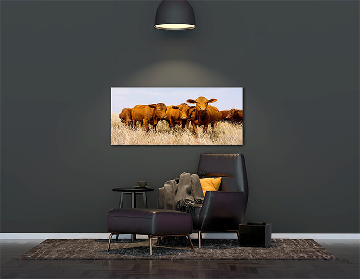 WEB006_0007_ML_0036_39174928_free-range-cattle-on-rural-farm – Copy AOAY4728