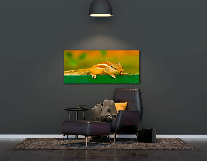 WEB006 0020 ML 0023 45100784 alert northern palm squirrel AOAY4752 AOAY4751