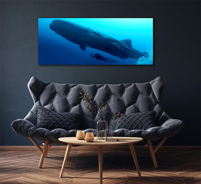 WEB006 0027 ML 0012 47481670 whale shark galapagos national park ecuador AOAY6602