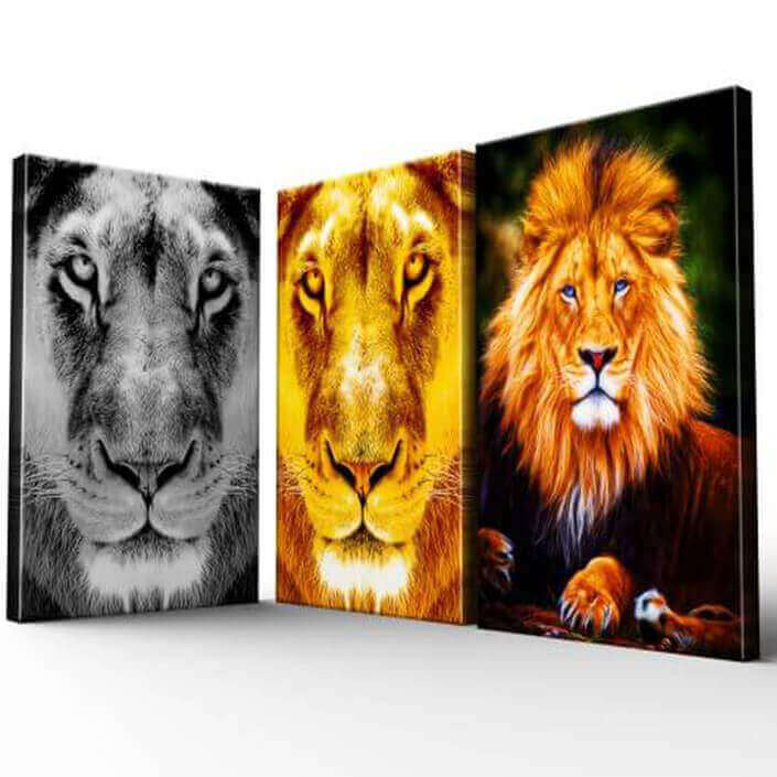 Wildlife & Animals
